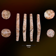 Several game chips (showing both sides of each) and a rare four-sided elongated dice (showing all four sides) found in the cremation pit.